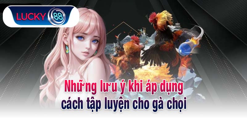 Những lưu ý khi áp dụng cách tập luyện cho gà chọi