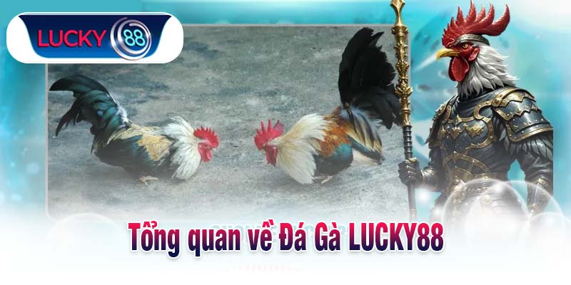 Tổng quan về Đá Gà LUCKY88